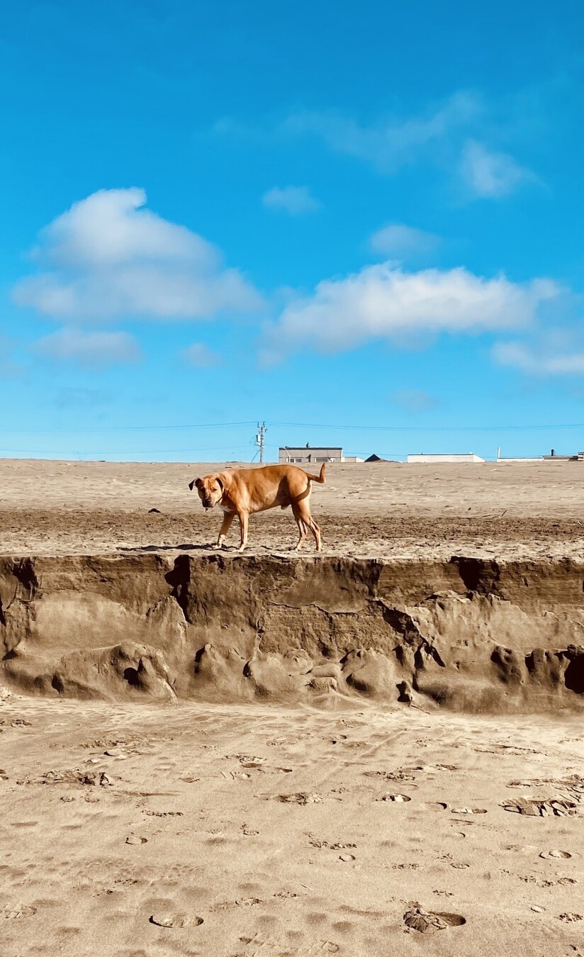 Medium brown dog stares at the camera from top of a small wall of fallen away beach, a house barely visible in the distance behind it. Blue sky, scattered clouds.