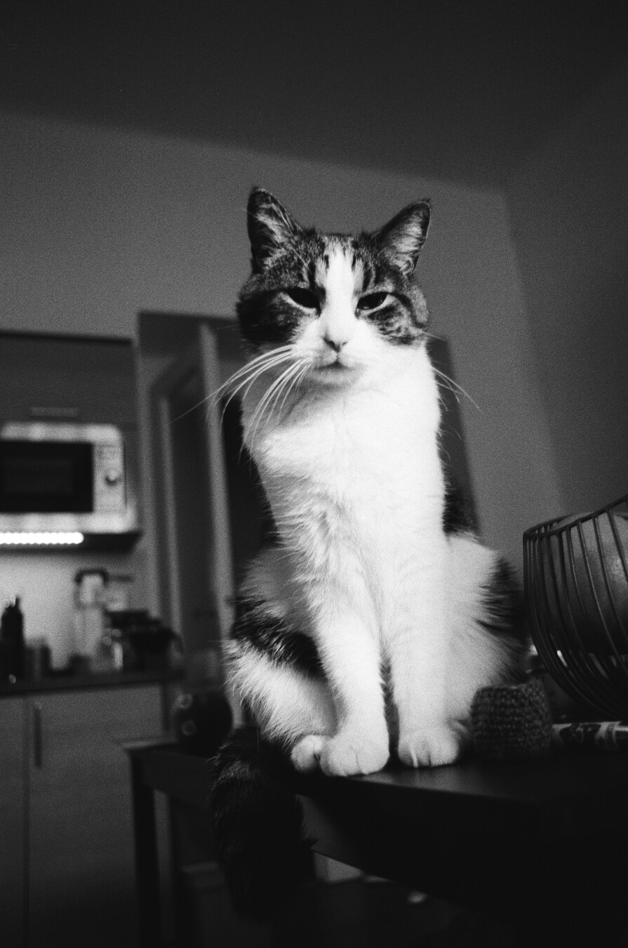 A monochrome photo of a piebald cat sitting on a table, facing the camera