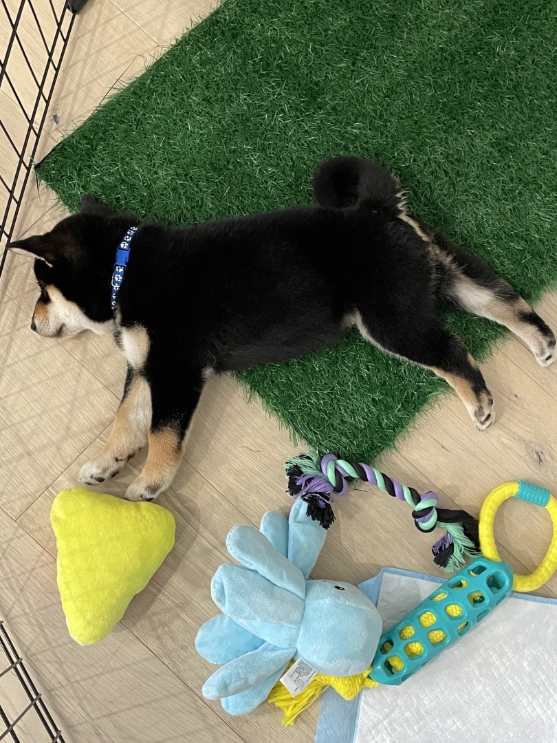 8 week old black white tan Shiba sleeping on his side on top of fake patch of grass with a few toys, yellow candy corn, blue squid, a green and yellow tug and pull toy in his play pen
