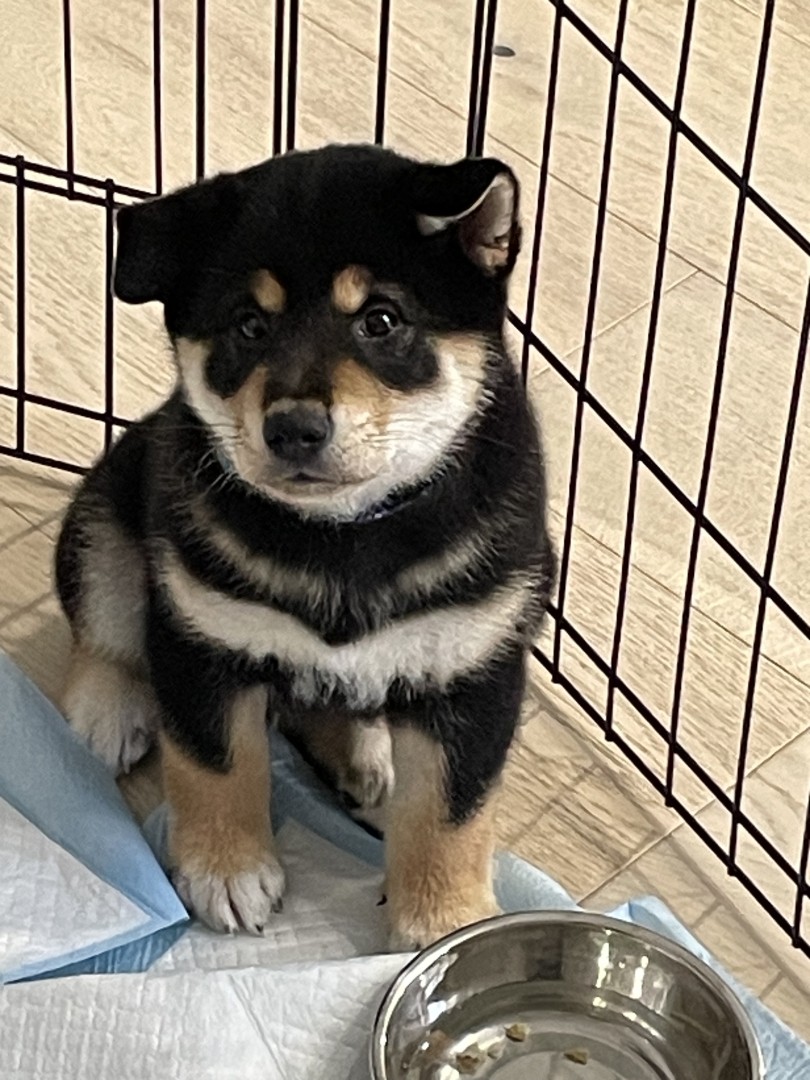 8 week old black white tan Shiba sitting in his play pen with a water bowl