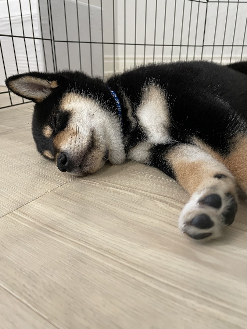 Shiba Inu napping on his side with his paws out