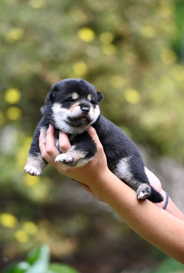 2 week old black white tan Shiba being held up by hand. Shiba is mostly black coat with accents of tan and white on the eye brows, snout, chest and paws
