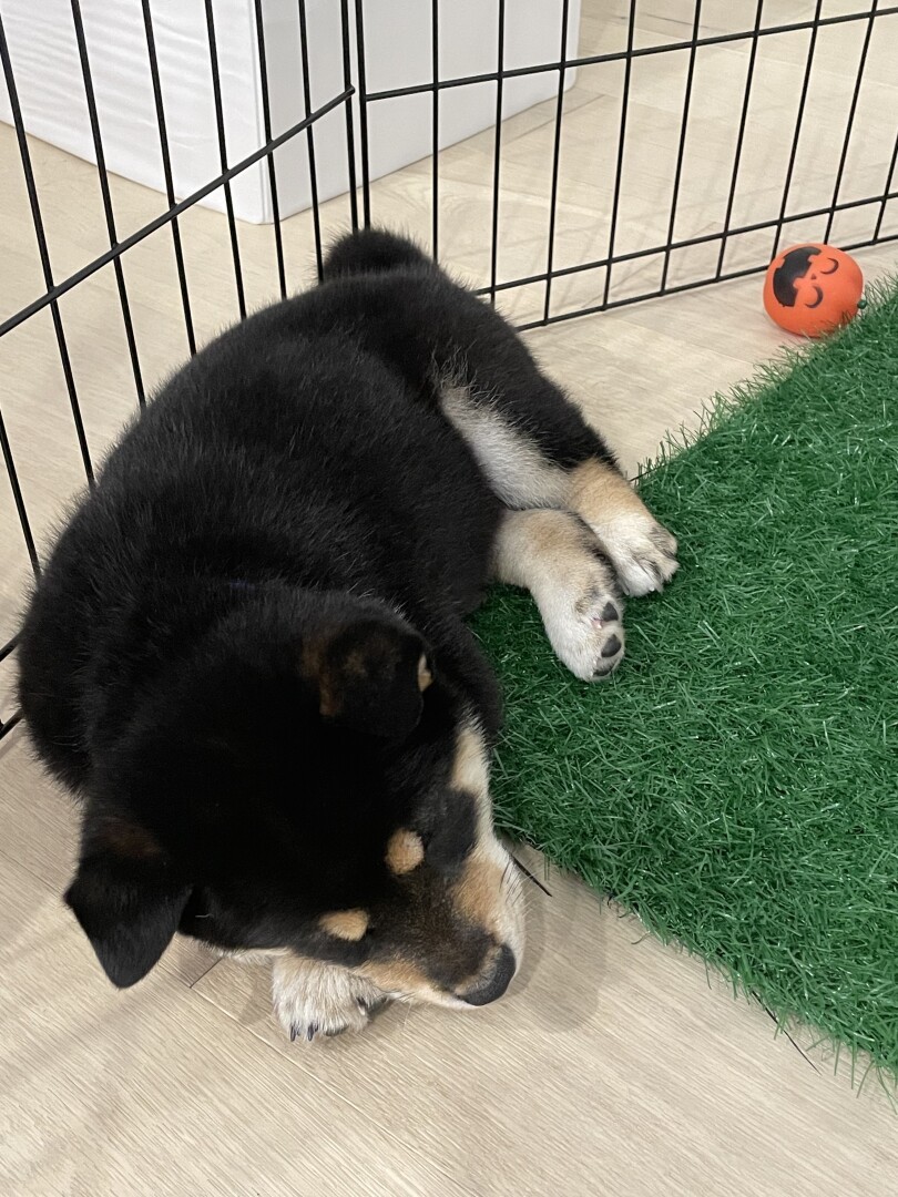 Top view of Odin- black tan and white 8 week Shiba Inu face. Mostly black coat with two tan dots as eyebrows and a tan and white snout. His paws are white and transition to tan towards his chest. Odin is napping on the hardwood floor and a little bit on the fake grass.