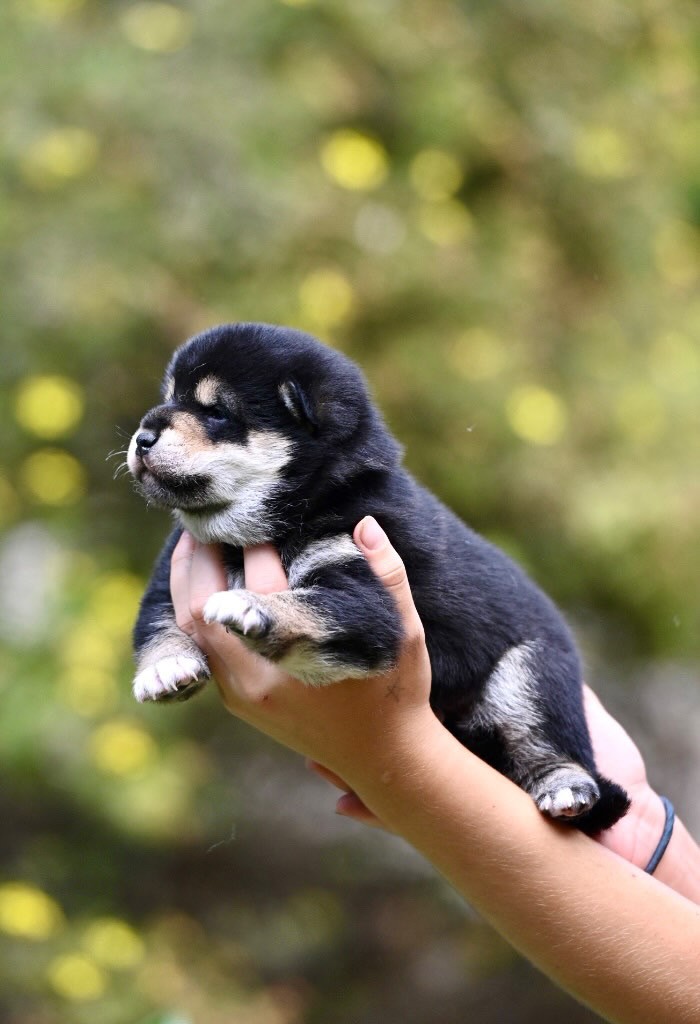 2 week old black white tan Shiba being held up by hand. Shiba is mostly black coat with accents of tan and white on the eye brows, snout, chest and paws