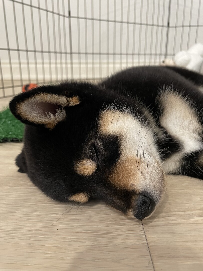 Close up of black tan and white 8 week Shiba Inu face. Mostly black coat with two tan dots as eyebrows and a tan and white snout napping on the floor on his side.