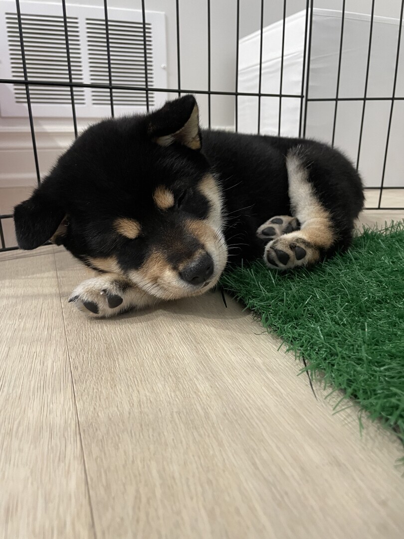 Frontal view of Odin- black tan and white 8 week Shiba Inu face. Mostly black coat with two tan dots as eyebrows and a tan and white snout. His paws are white and transition to tan towards his chest. Odin is napping on the hardwood floor and a little bit on the fake grass.