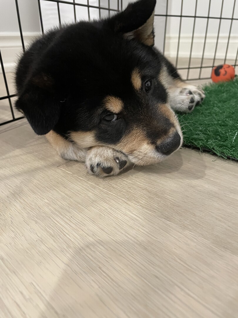Close up of black tan and white 8 week Shiba Inu face. Mostly black coat with two tan dots as eyebrows and a tan and white snout napping on the floor on his side. He is looking directly at the camera thinking why I’m bothering him, hehe.