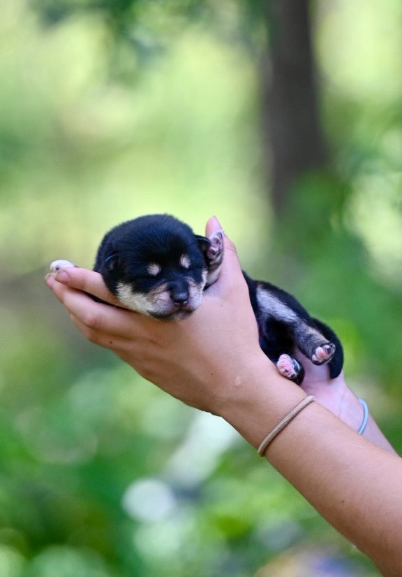 1 week black white tan Shiba being held up by hand. Shiba is mostly black coat with accents of tan and white on the eye brows, snout, chest and paws
