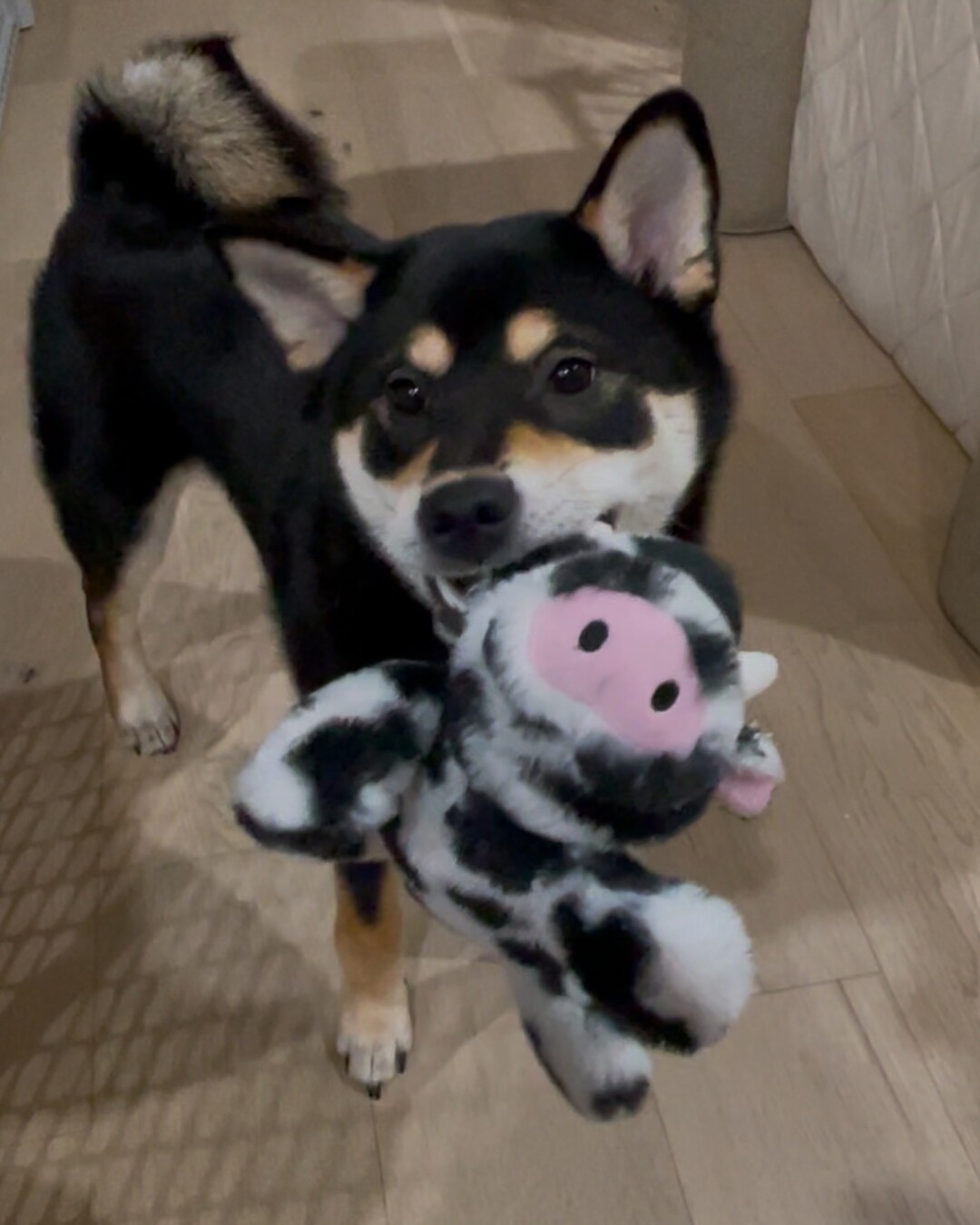 6 month black, tan and white Shiba Inu holding a cow plush toy in his mouth.