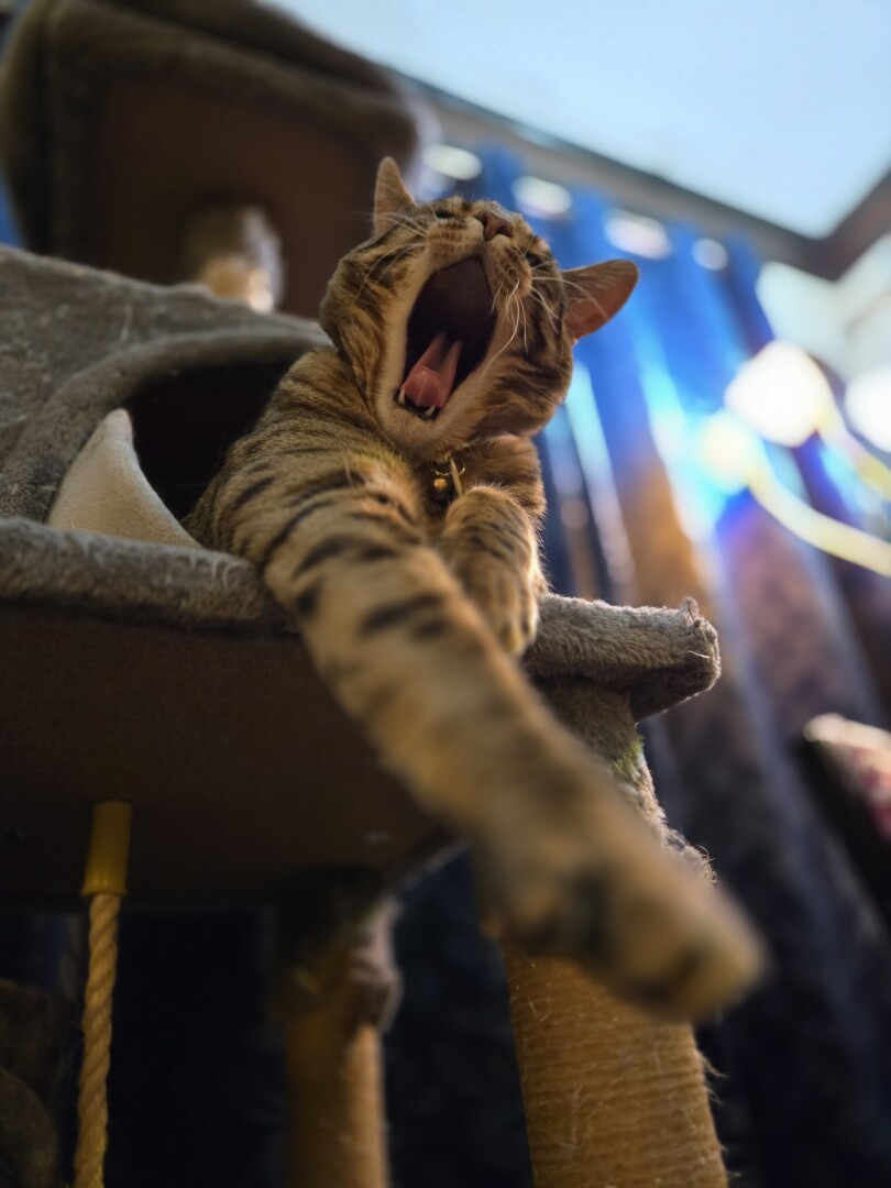 Yawning cat hanging out of cat tree