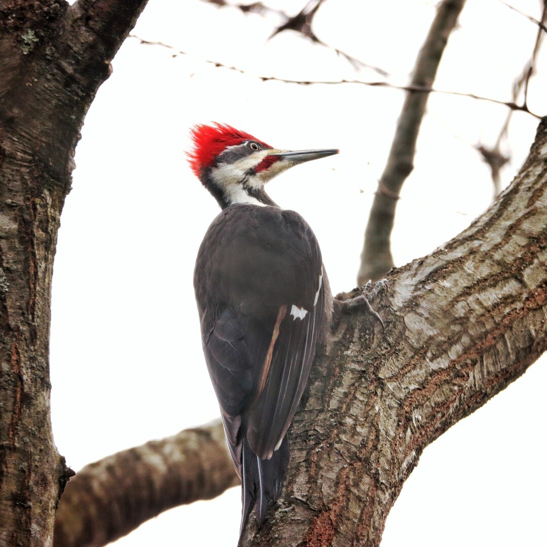 Pileated Woodpecker