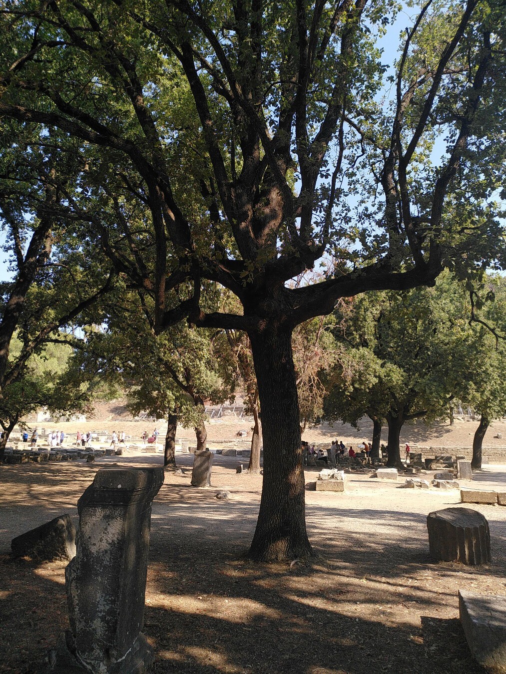 Rovine antiche di forme varie all'ombra di una quercia. dietro di queste altre rovine e altri alberi. in fondo, sotto il sole, si scorgono orde di turisti