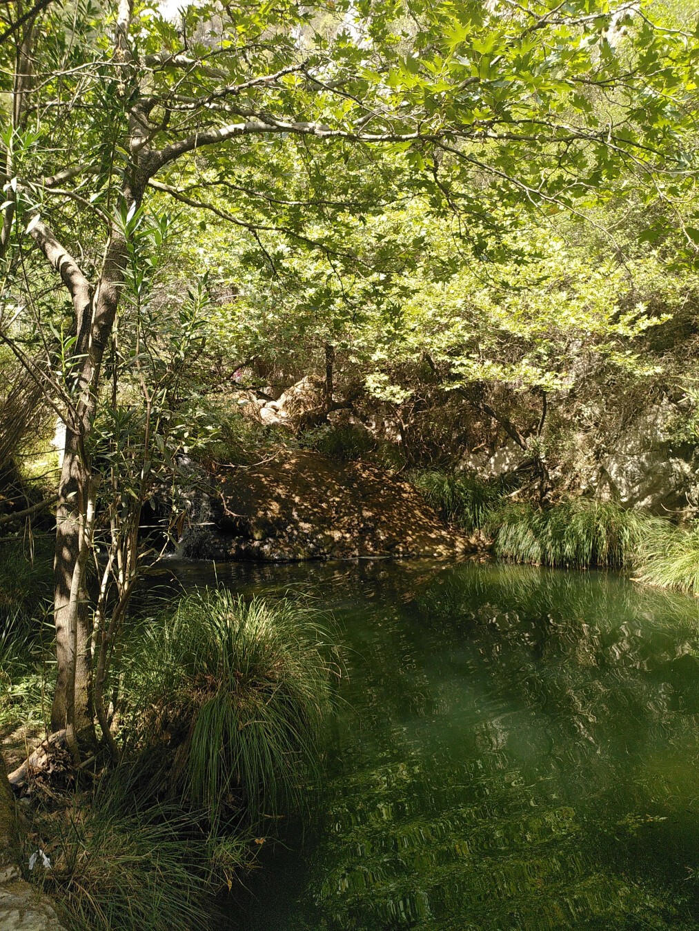 L'acqua verde di un fiume occupa tutta la parte in basso a destra dell'immagine. tutto intorno vi sono piante di specie diverse, non facilmente identificabili dalla foto. sul lato sinistro c'è il tronco di un platano, la cui chioma occupa tutta la parte alta dell'immagine. da sopra, soprattutto verso il fondo e verso destra, filtra la luce solare