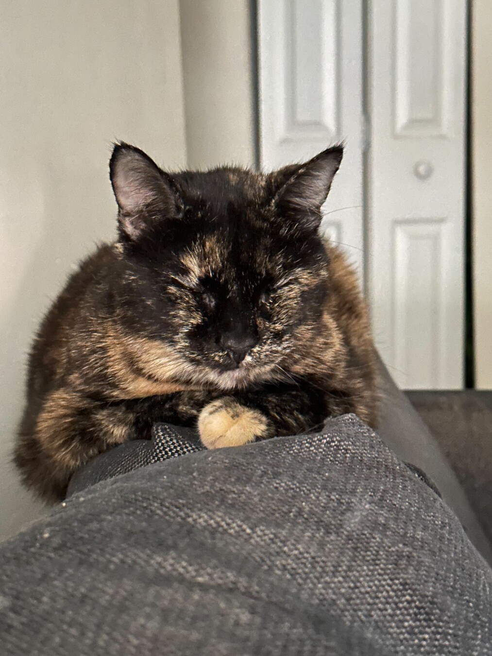 Portrait of Tortie Beverly, lying peacefully on the back of a couch