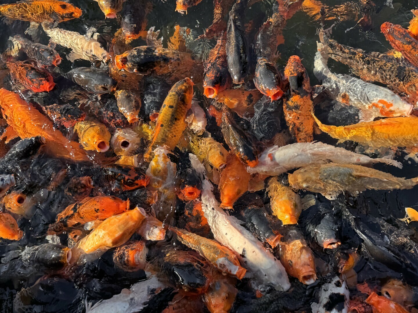 Many orange white and black koi fish scrambling over one another to compete for food being thrown into the pond.