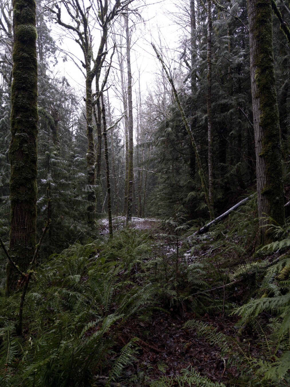 Pacific Northwest forest with just a hint of snow. Large ferns occupy the foreground and open up into a small open space surrounded by cedars and leafless black cottonwood.