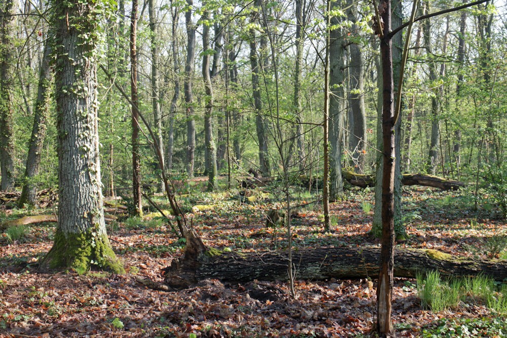 Forest with fallen tree trunk with moss in foreground.