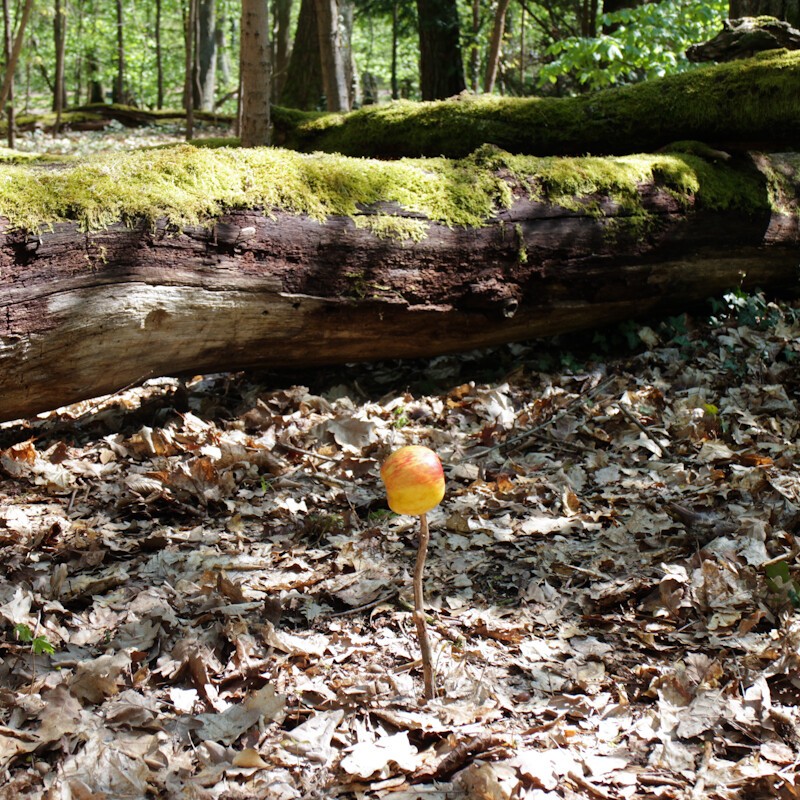 An apple on a stick, dead leaves cover the ground. In background a fallen tree trunk covered with moss.