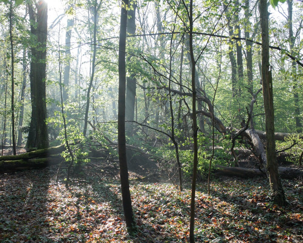 Forest with morning light from behind trees.