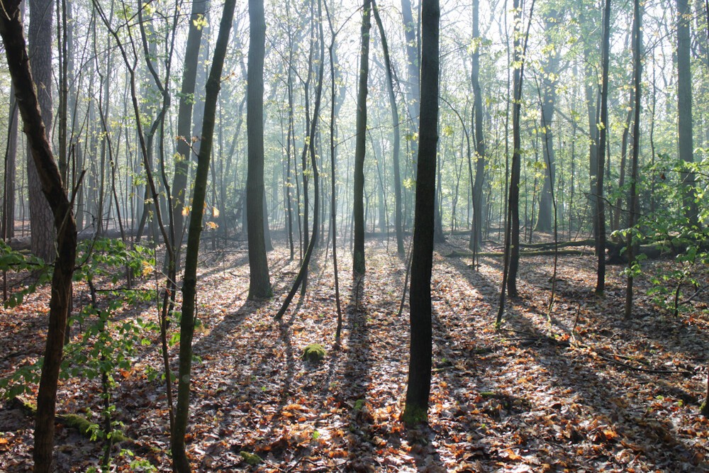 Forest with morning light from behind trees.