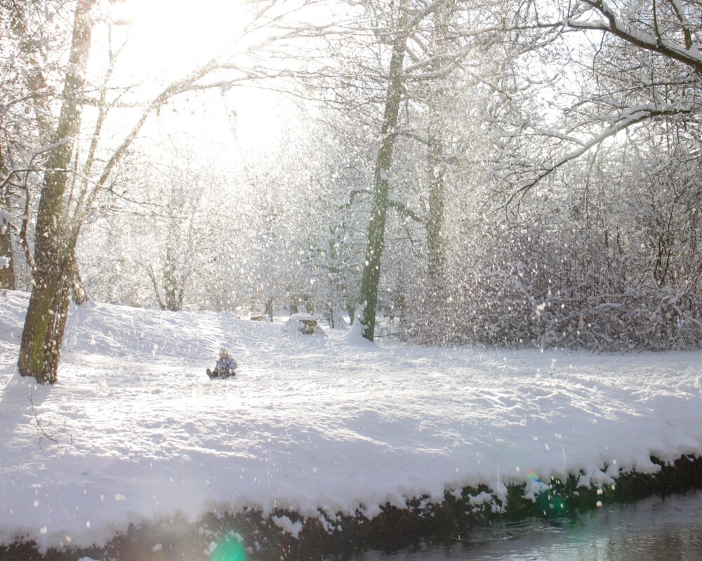 Snow falling from trees highlighted by sun. A tiny figure of a child can be spotted.
