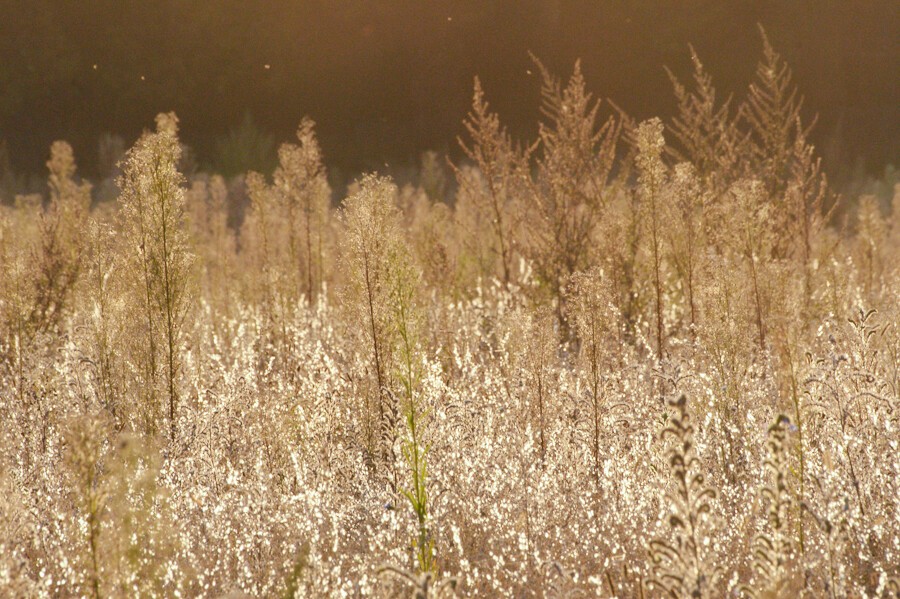 Withering, dry, grassy plants on a meadow, brightly reflecting yellow sunlight from last moments of direct sunlight on autumn equinox evening.
