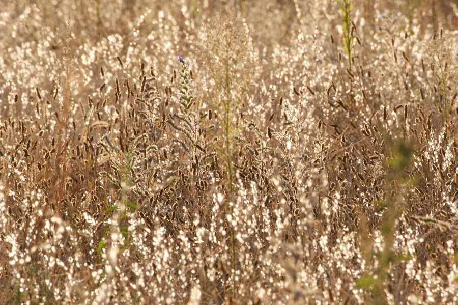 Withering, dry, grassy plants on a meadow, brightly reflecting yellow sunlight from last moments of direct sunlight on autumn equinox evening.