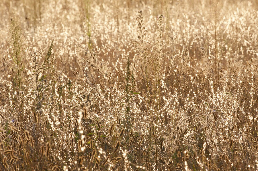 Withering, dry, grassy plants on a meadow, brightly reflecting yellow sunlight from last moments of direct sunlight on autumn equinox evening.