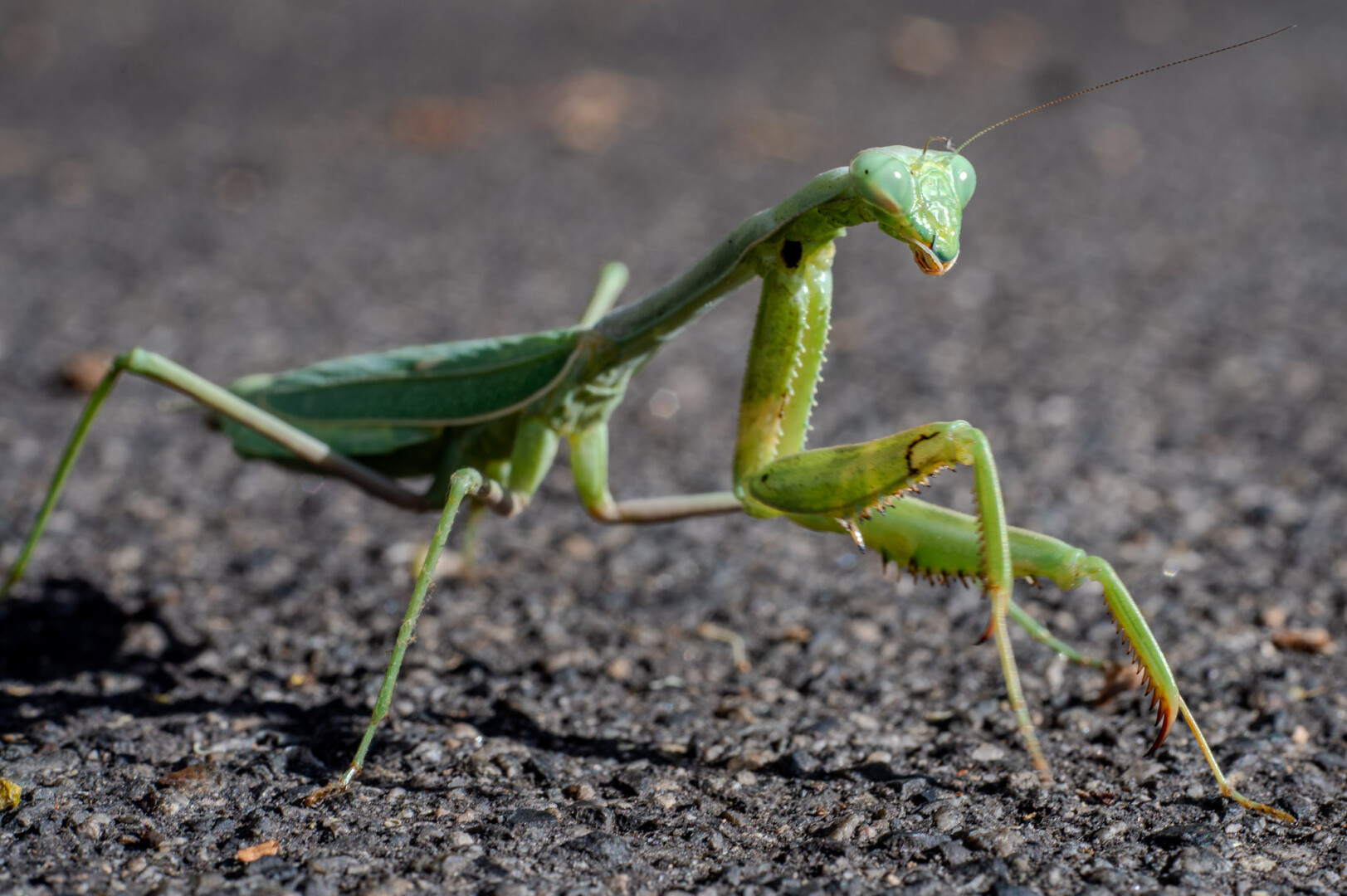 A close-up view of a green mantis standing on a textured, dark asphalt surface. The mantis has elongated limbs, with its front pair raised in a poised position, suggesting readiness. Its body is predominantly green with subtle variations in shade, highlighting the distinct shape of its head and thorax. The mantis has large, compound eyes and long antennae, which extend outward from its head. The background is blurred, emphasizing the mantis as the focal point.