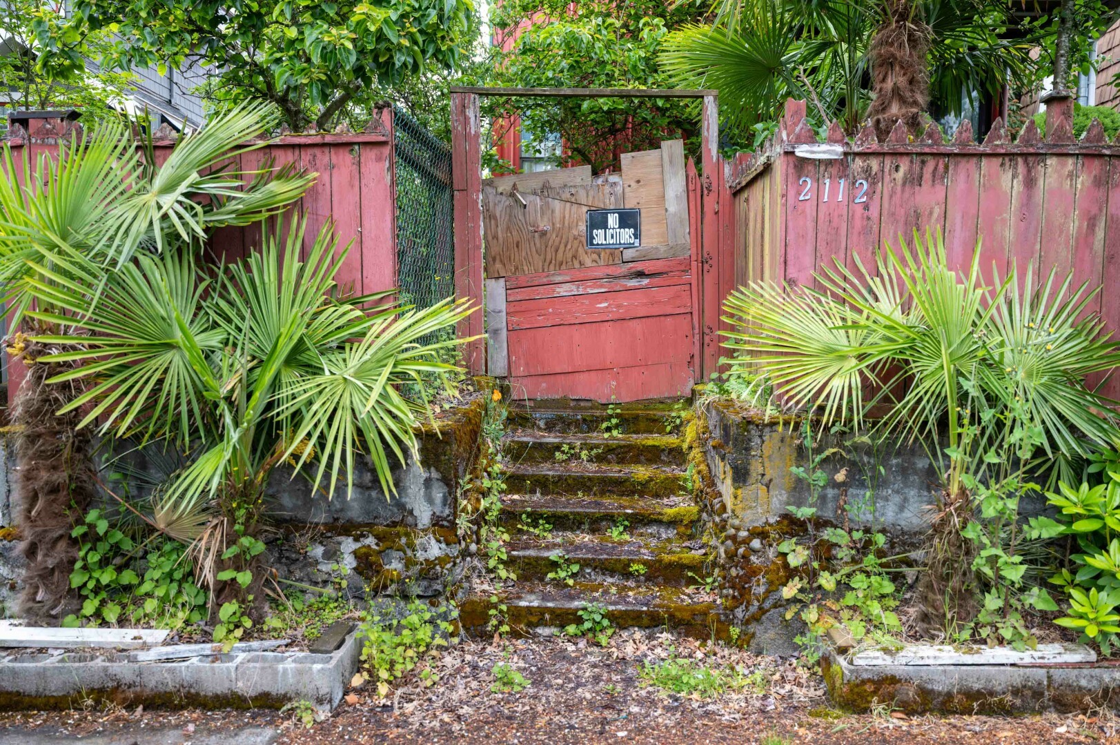 This image depicts the entrance to a property that appears to have a rustic, somewhat neglected charm. The focal point is a set of stone steps leading up to a wooden gate, which is painted a faded red. The steps are weathered and covered in moss and small plants, indicating that they have been there for a long time and are exposed to the elements. Flanking the steps are lush green plants, likely a type of palm or similar tropical foliage, which add a vibrant contrast to the otherwise muted colors of the scene. The fence on either side of the gate matches the gate in its red paint, though it too shows signs of age and wear. Attached to the gate is a small sign that reads "NO SOLICITORS."
The ground around the steps is a mix of dirt and small rocks, with more greenery sprouting up between the stones. The overall impression is one of a secluded, possibly private, entrance that has seen better days but retains a certain character and charm. The house number "2112" is displayed on the right side of the fence.