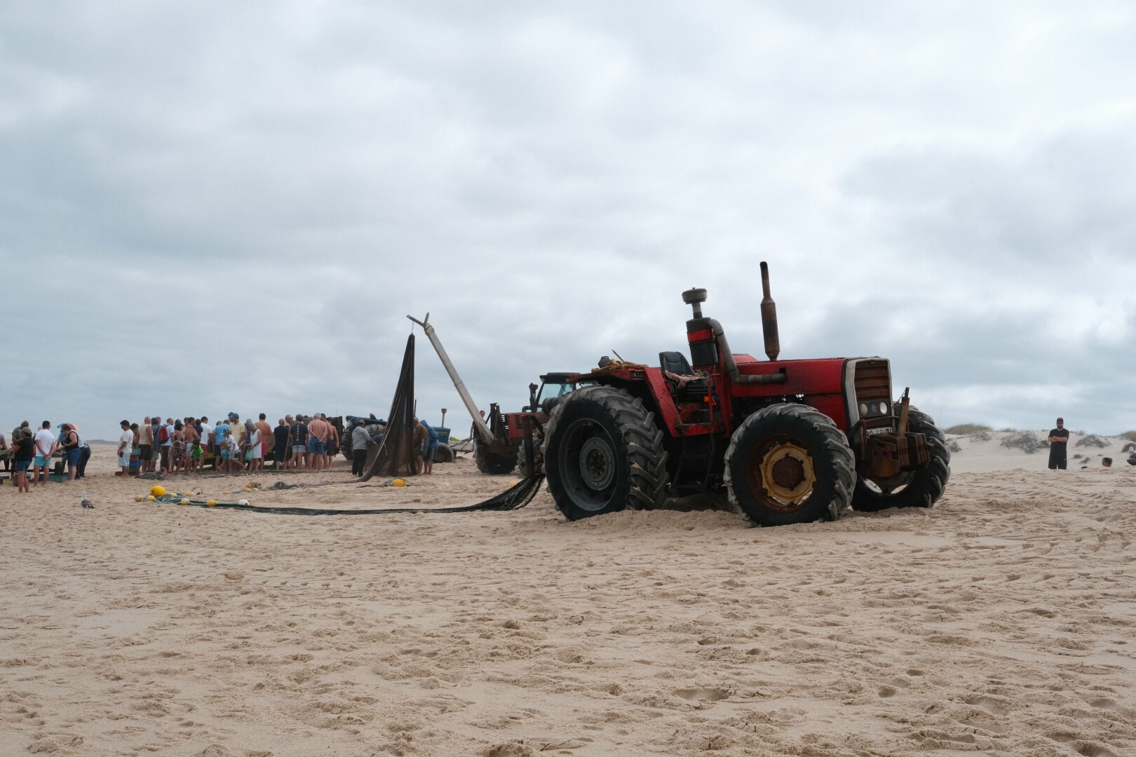 Color picture of a red tractor used to pull the net with the catch. Next to it is a big crowd of tourists and locals.