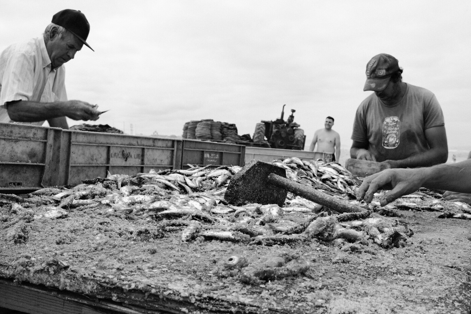 Another bw picture of the wooden sorting table, filled with fish. On the left and in the background, two fishermen are sorting fish. From the right a hand enters the frame, picking up some fish as well.