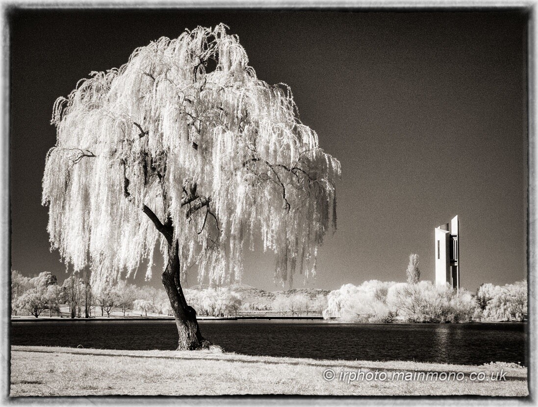 A toned black and white infrared photo of a willow tree beside a large ornamental lake, against a clear sky. In the background to the right, an angular modern white bell tower rises from a belt of trees.