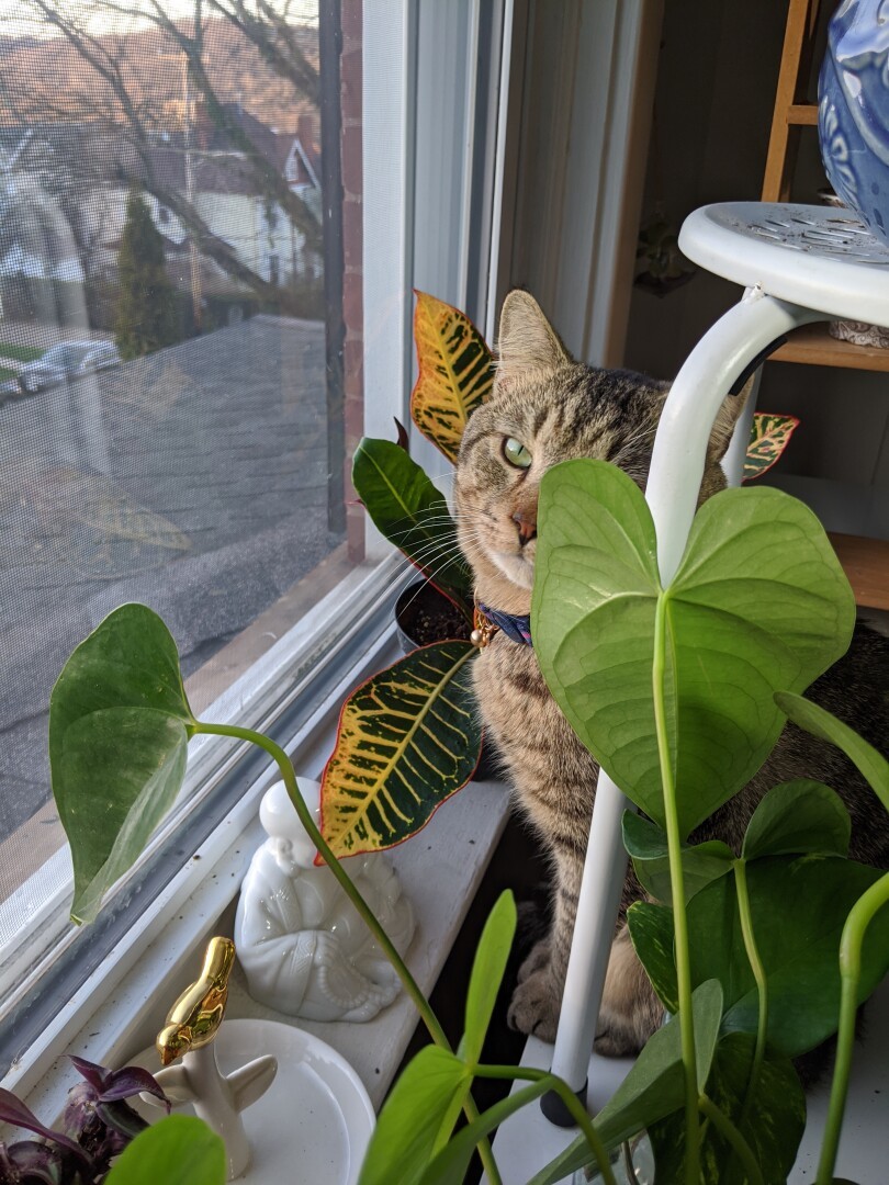 A tabby cat sitting in front of a large white window, facing the camera. There are lots of plants around, including one leaf between the cat's eye and the viewer. The cats is very cute and his name is Plop.