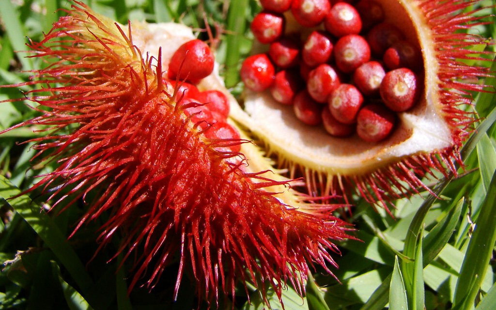 closeup of an annatto.