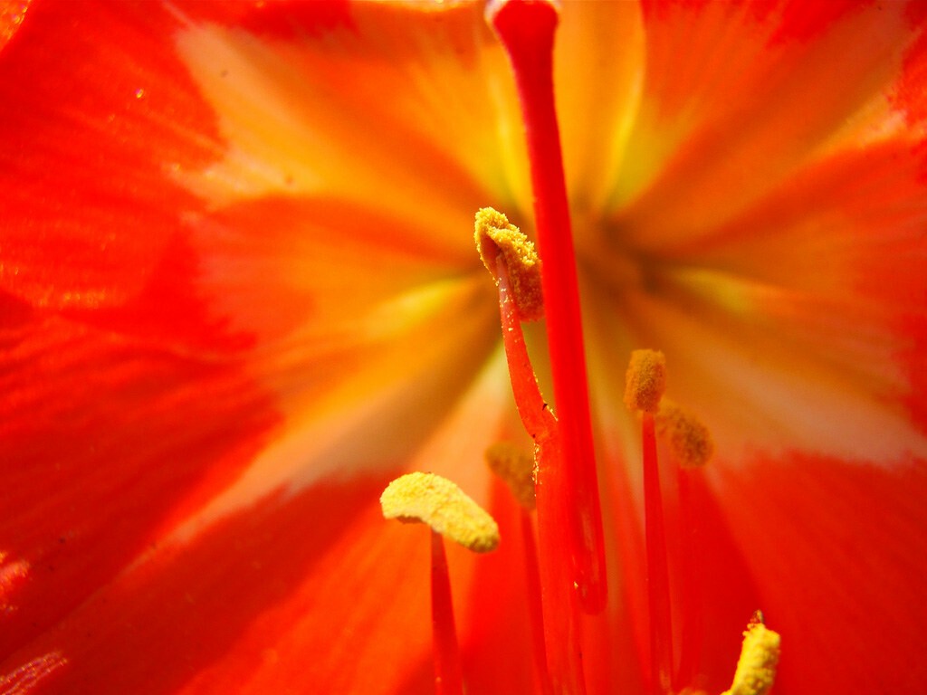 closeup of a bright red flower with yellow and white patches.