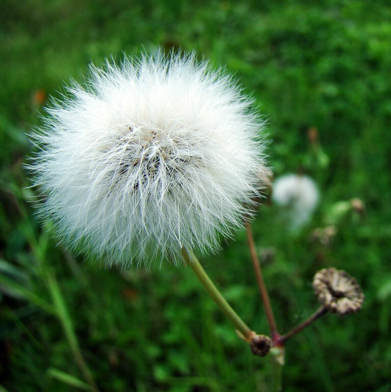 closeup of a dandelion.