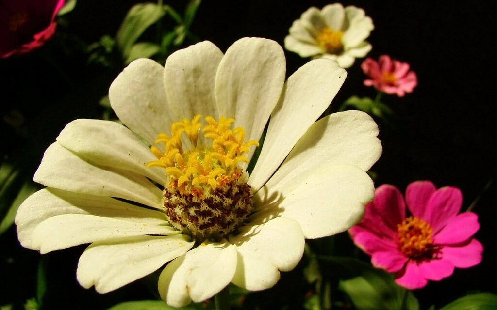 closeup of some pink and white flowers.