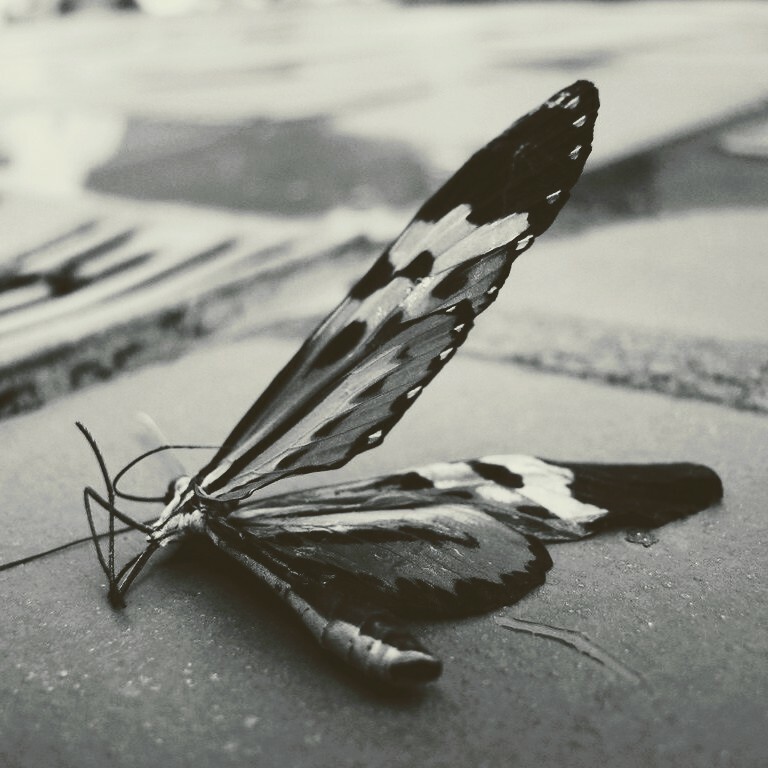 black and white picture of a dead butterfly.