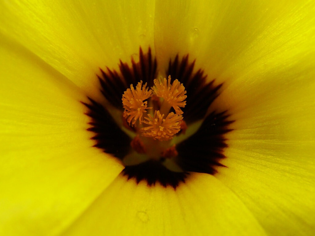 macro of a yellow flower.