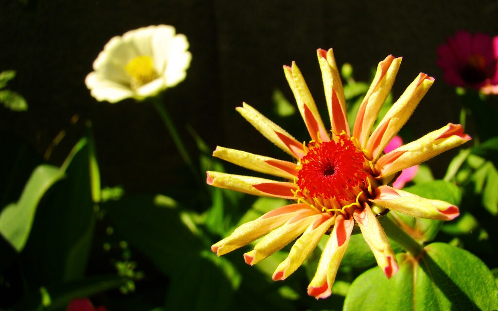 closeup of a flower with wrinkled petals, with some other flowers in the background.