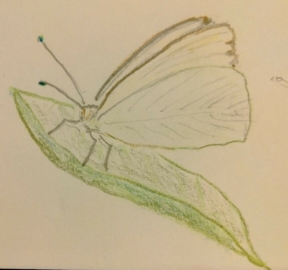 color pencil drawing of a light green butterfly