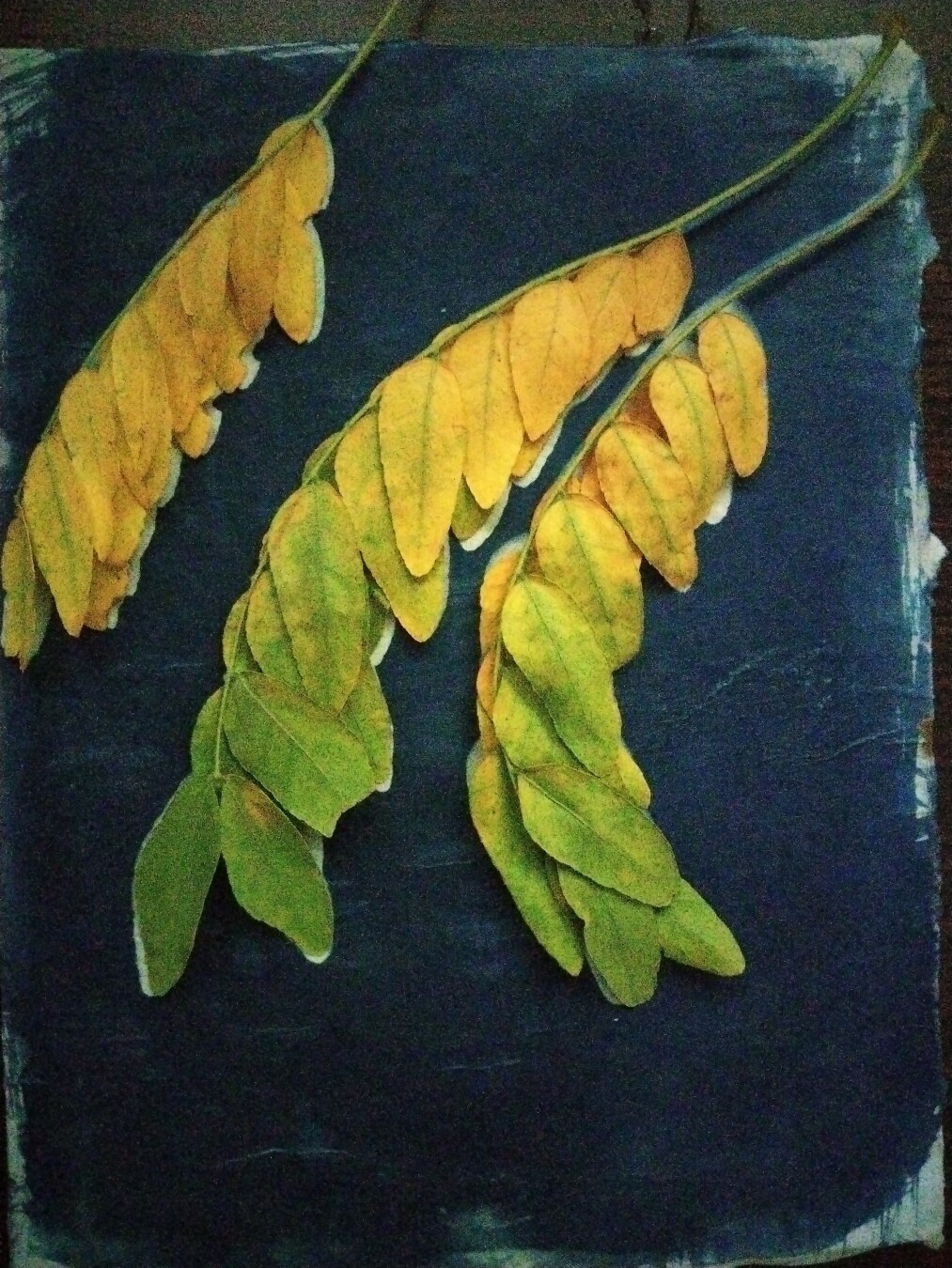 locust leaves shading from yellow to green on an exposed cyanotype of their shadow.