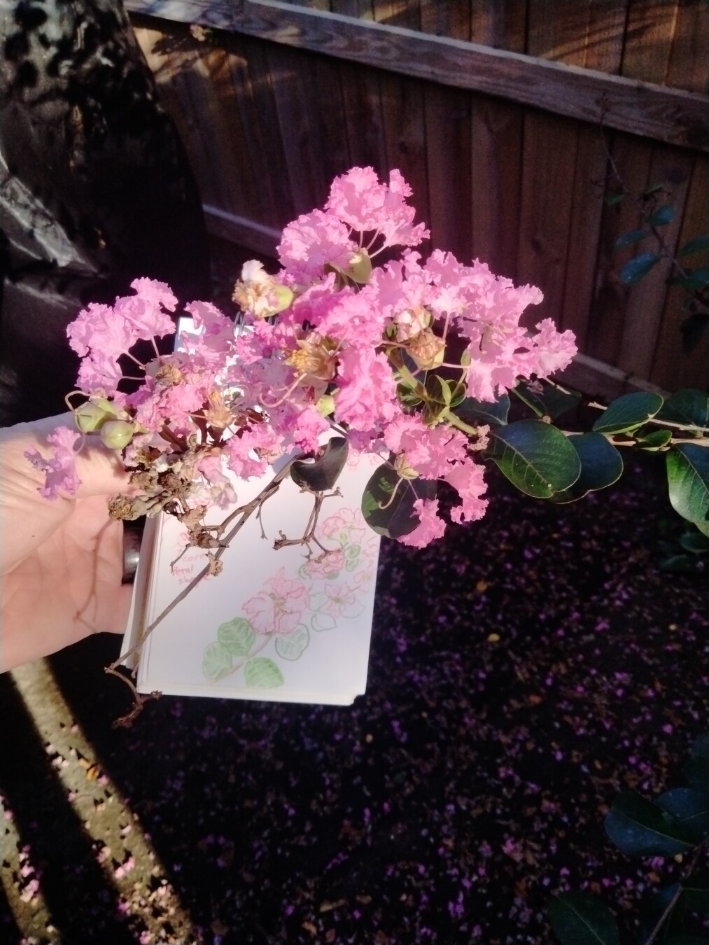 Pink flowered crepe myrtle with drawing of the crepe myrtle flowers.