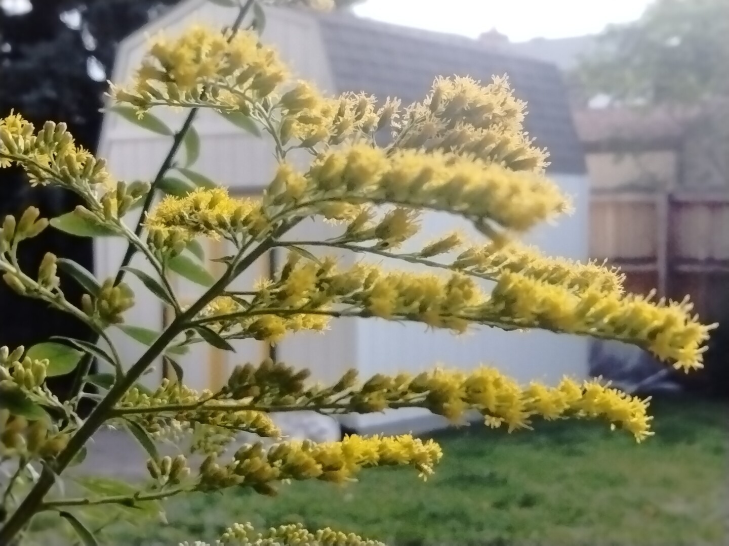 yellow goldenrod blossoms on green stems in front of a white shed with yellow and green trim