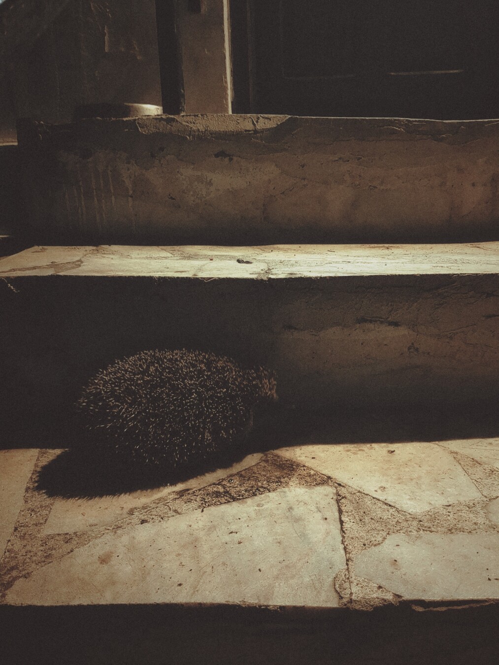 A hungry hedgehog on the stairs, on its way to the dog’s bowl.