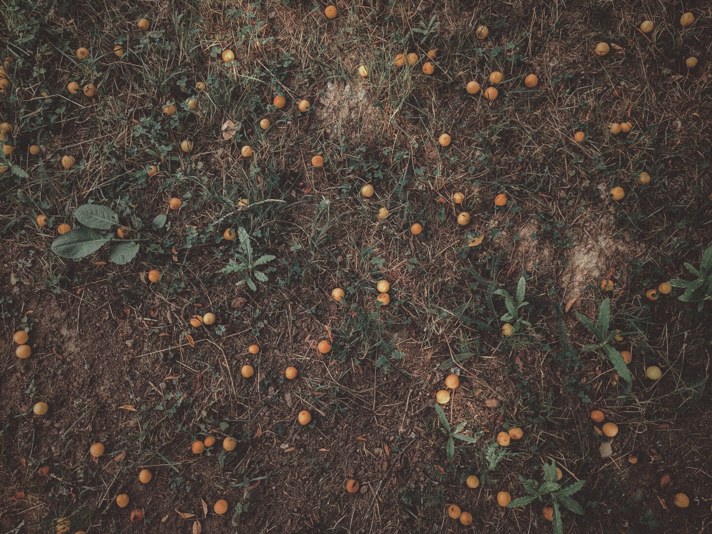 Mirabelle plums are scattered on the ground, waiting to be picked up.