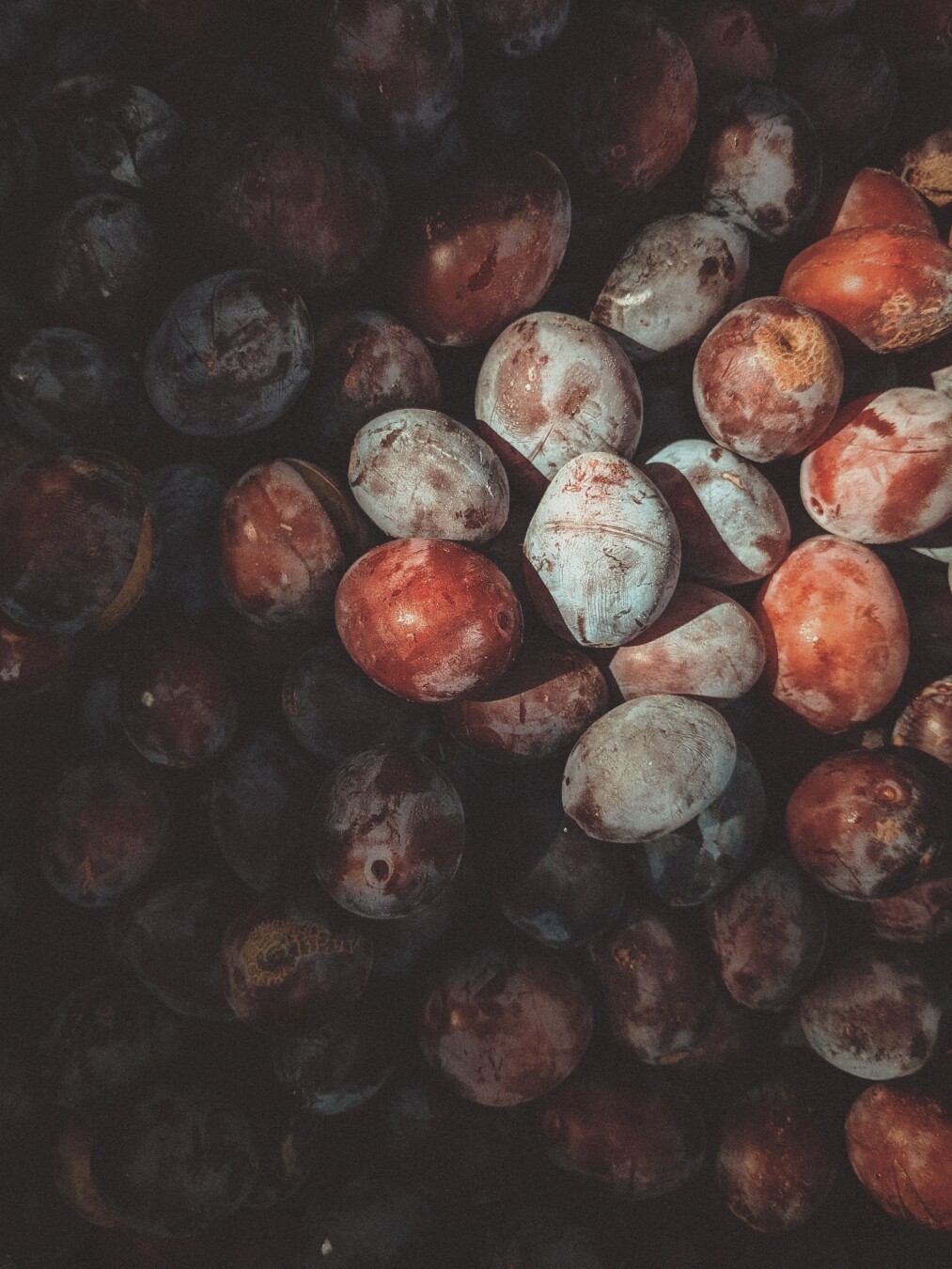 Plums in shadow and light.