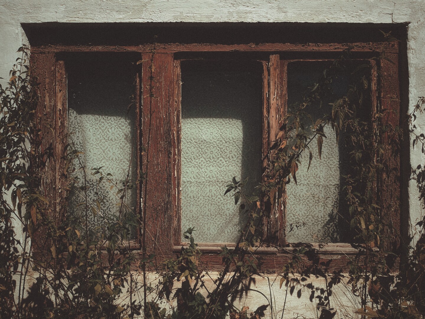 A window on the ground floor of an abandoned house. Inside, there's a white curtain with a floral pattern, nettles are growing in front of it.