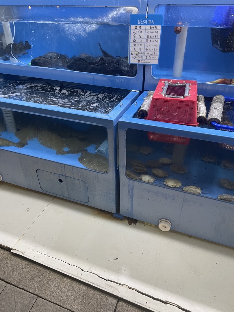 Fishtanks filled with different live seafood in front of a restaurant near my hotel.